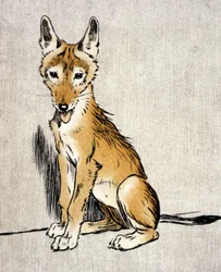 Jonge jakhals, c.1900