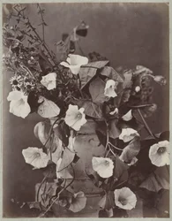 Bloemstudie met Keulse pot