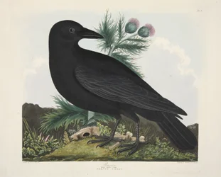 Raaf, Corvus Corax, uit 