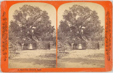 De boom van Maria. Heliopolis, Egypte