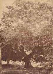 De walnotenboom van keizer Karel V, Yuste, 1858