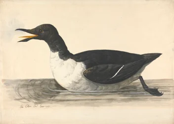 Een Zeekoet, juni 1742