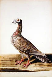 Een auerhoen, hen