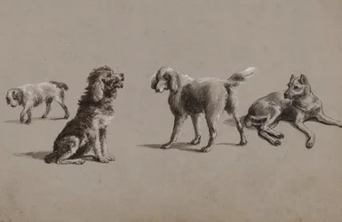 Studies van honden