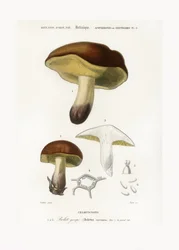 Paddestoel (Boletus circinans)