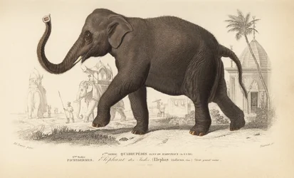 Indische olifant, uit 