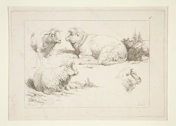 Studie van Schapen