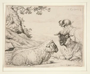 Drie schapen