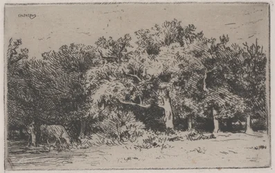 Een Hoek van het Bos van Fontainebleau
