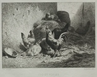 Haan en hennen.