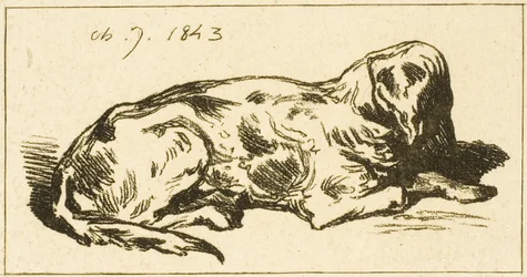 Liggende Hond