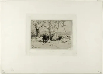 Schapen