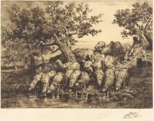 Schapen bij de drinkplaats