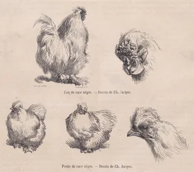 Zijdehoenhaan en zijdehen, uit Le Magasin Pittoresque, september 1861