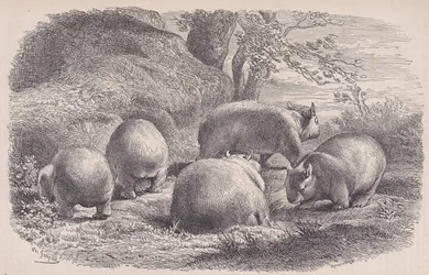 De wombat, uit Le Magasin Pittoresque