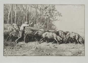 Kudde varkens die uit een bos komen