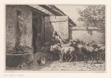 Vrouw die schapen naar de stal leidt