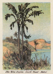 Zuid-Afrika: De Blauwe Lagune, Zuidkust, Natal (kleur litho)