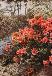 Een Struik van Winterharde Azalea