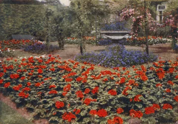 Geranium Paul Crampel en Andere Zomerbloemen