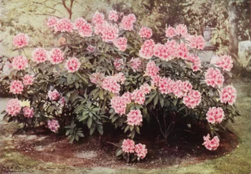 Rhododendron Pink Pearl, bij "The Heights," Witley, de residentie van mevrouw Farnham