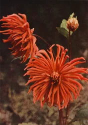 De Cactus Dahlia "Brisbane"