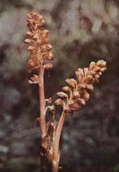 Wilde bloemen: Vogelnestje