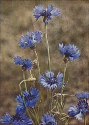 Wilde bloemen: Korenbloem