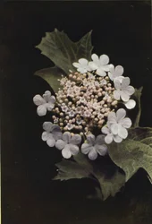 Wilde bloemen: Gelderse Roos