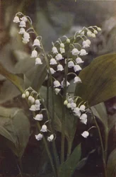Wilde bloemen: Lelietje-van-dalen