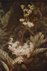 Wilde bloemen: Moerasspirea