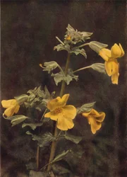 Wilde bloemen: Apenbloem