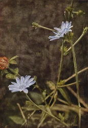 Wilde bloemen: Cichorei