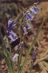 Wilde bloemen: Wilde Hyacint