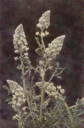 Wilde bloemen: Wilde Reseda
