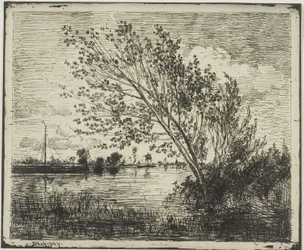 Groep elzenbomen