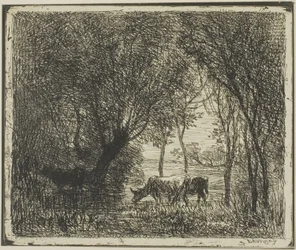 Koeien in een Bos