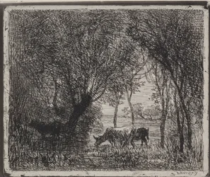 Koeien in het bos