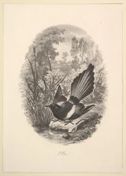 Ekster, 1843