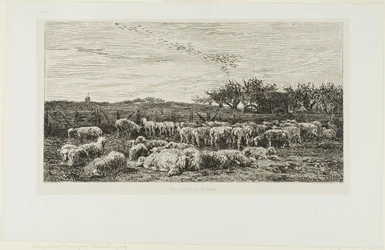 Weide met schapen