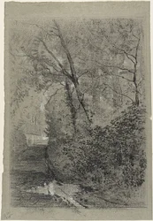 Pad in het bos
