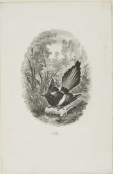 De Ekster