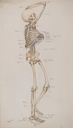 Studie [Menselijk skelet (botten bijschrift)], c.1884