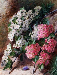Bloemen. Schilderij van Charles Henry Slater (1820-1890) Privécollectie