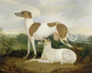 Twee windhonden in een landschap