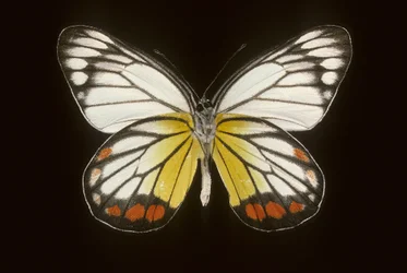 Delias hyparete Mannetje