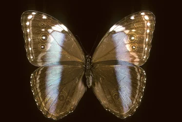 Morpho achilles Vrouwtje