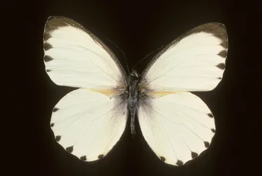 Mylothris ngaziya