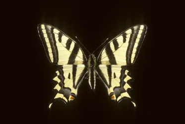 Papilio alexanor Alexanor