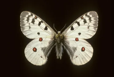 Parnassius phoebus Kleine apollo
